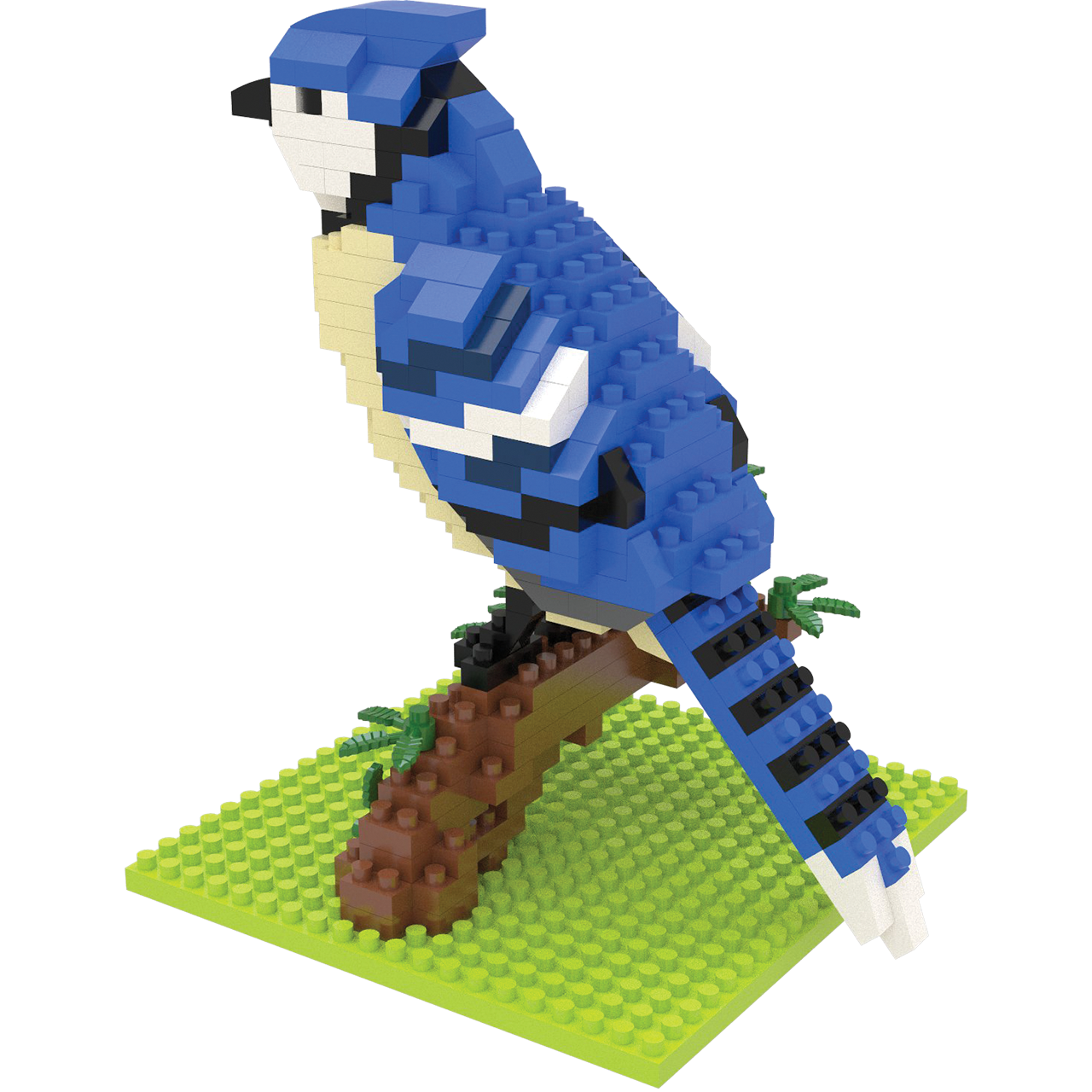 Blue Jay