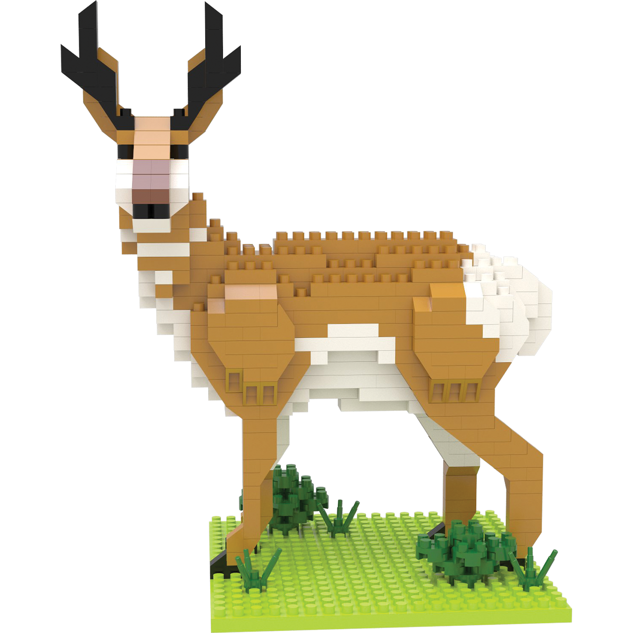 American Pronghorn