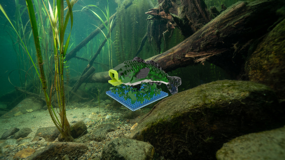 Bass Fish Mini Block set in underwater setting