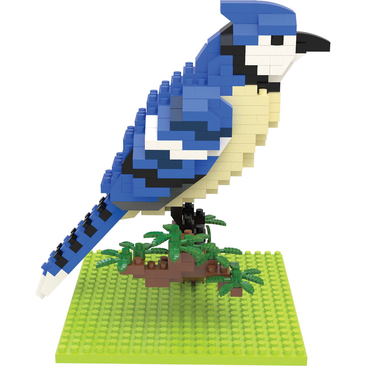 Blue Jay